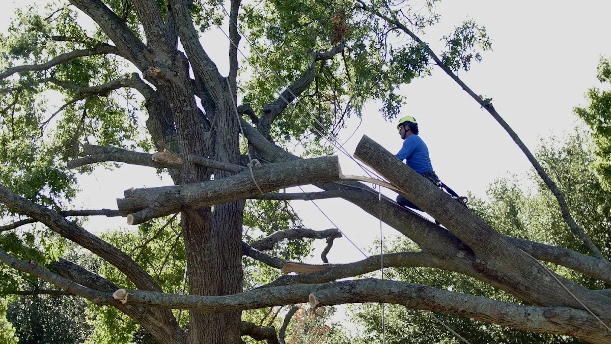 Professional Crown Thinning performed by certified arborists in Davenport